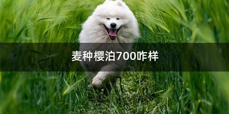 麦种樱泊700咋样