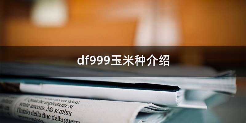 df999玉米种介绍