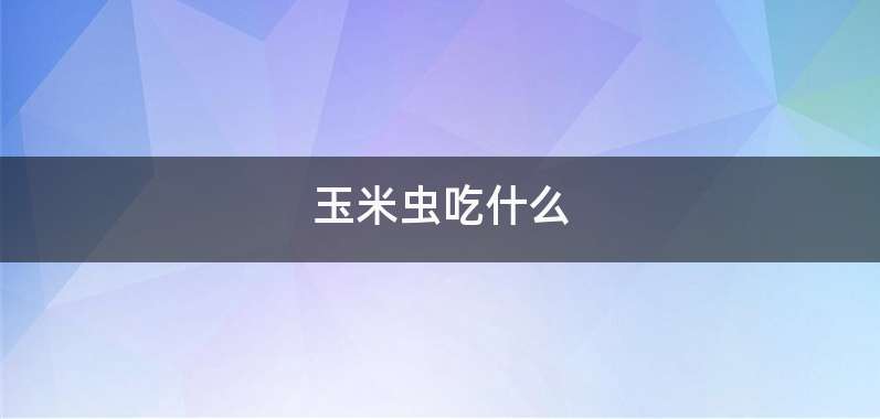 玉米虫吃什么