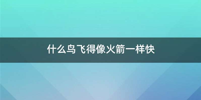 什么鸟飞得像火箭一样快