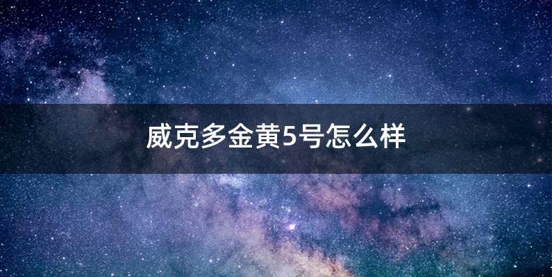 威克多金黄5号怎么样