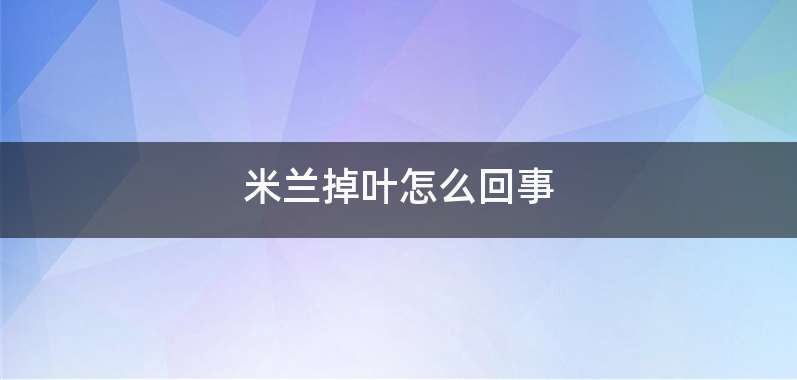 米兰掉叶怎么回事