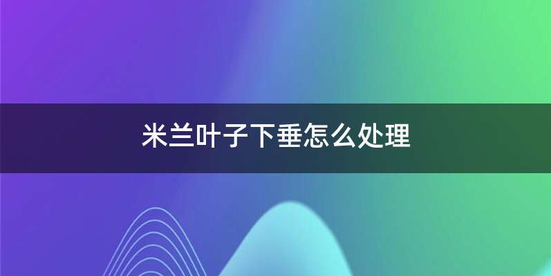 米兰叶子下垂怎么处理